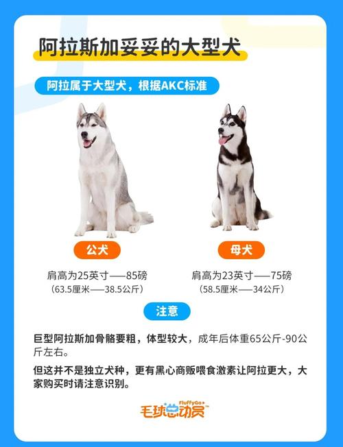 阿拉斯加犬的体型有多大？详细尺寸及体重参考