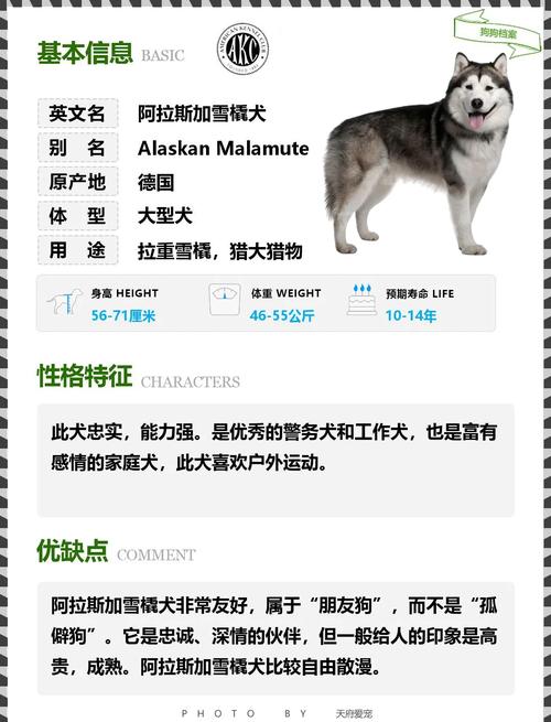 阿拉斯加犬的体型有多大？详细尺寸及体重参考