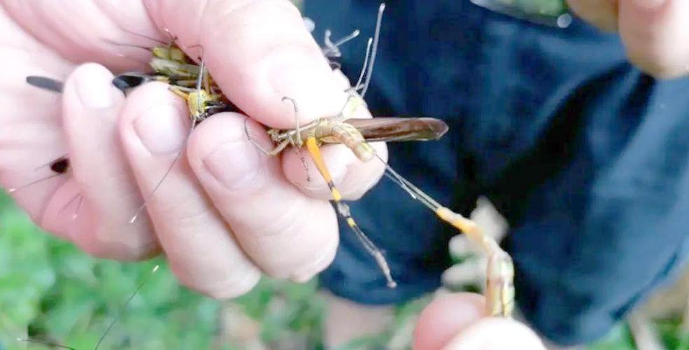 黄脊竹蝗入侵云南怎么避?这些预防要点要记牢