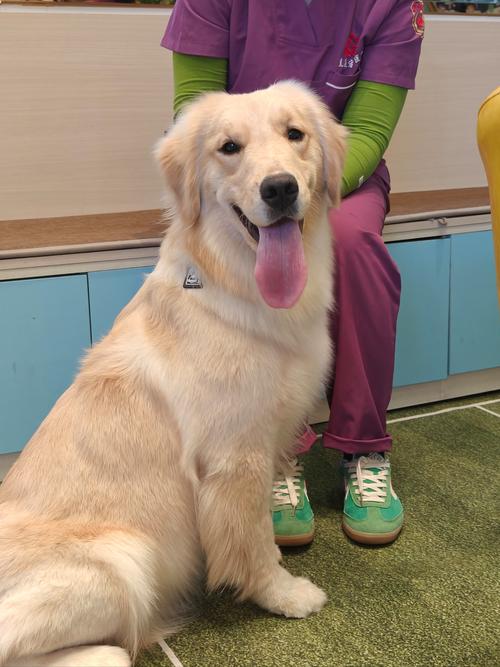 金毛宠物医院洗澡疑因烘干中暑死亡为何发生？(保护爱宠健康贴士必看！)