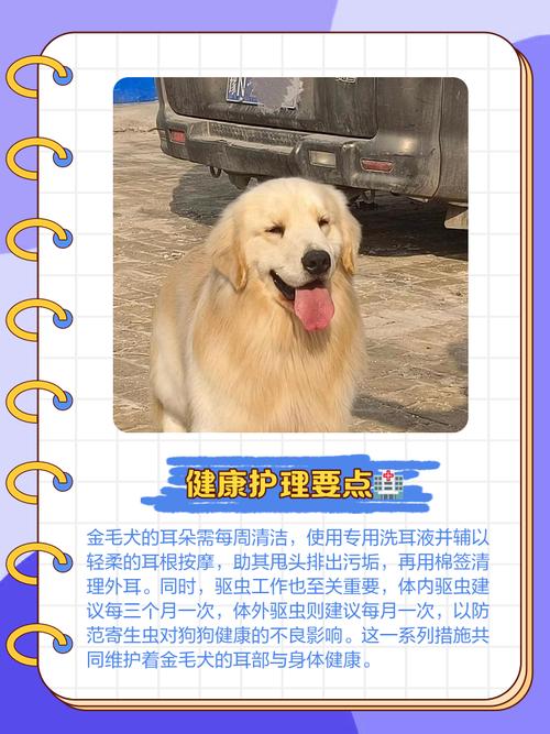 金毛宠物医院洗澡疑因烘干中暑死亡为何发生？(保护爱宠健康贴士必看！)