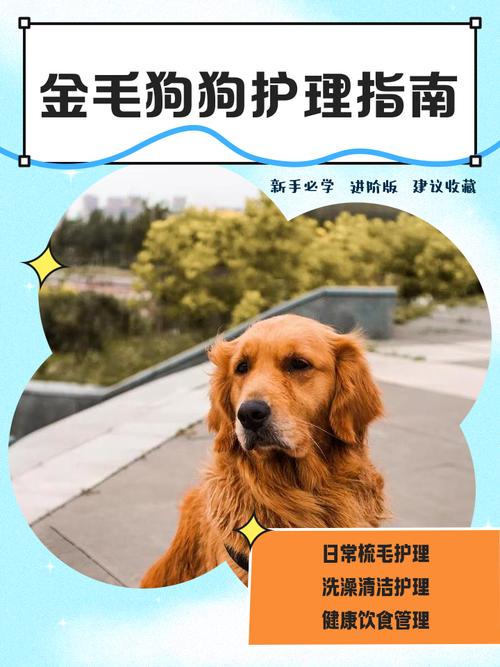 金毛宠物医院洗澡疑因烘干中暑死亡为何发生？(保护爱宠健康贴士必看！)