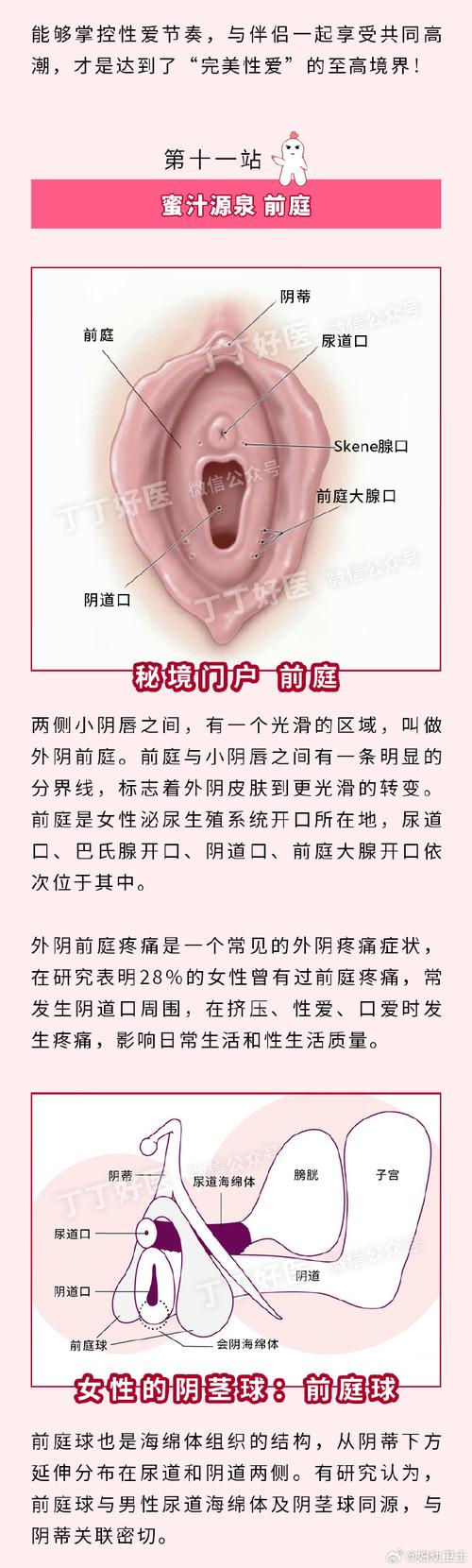 女孩子的浦西是指什么？性教育入门快速了解真相！