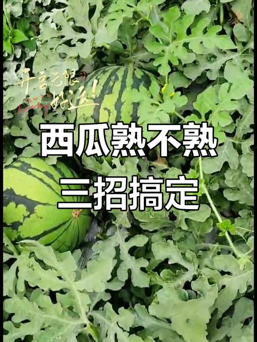 问题西瓜怎么识别?三招教你轻松辨别真假