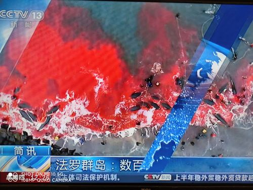 法罗群岛捕杀鲸鱼海豚影响多大?(环保人士指出3大环境危害)