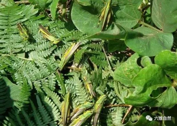 黄脊竹蝗入侵云南怎么避?这些预防要点要记牢