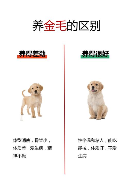 金毛宠物医院洗澡疑因烘干中暑死亡为何发生？(保护爱宠健康贴士必看！)