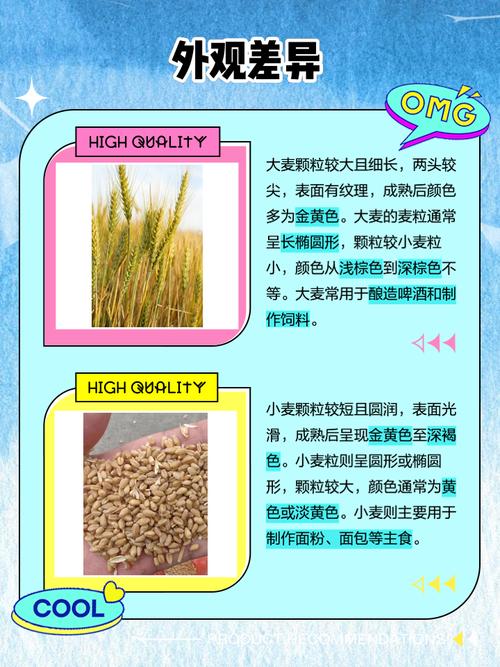 mutv和小麦有什么区别？一图看懂这两家区别！