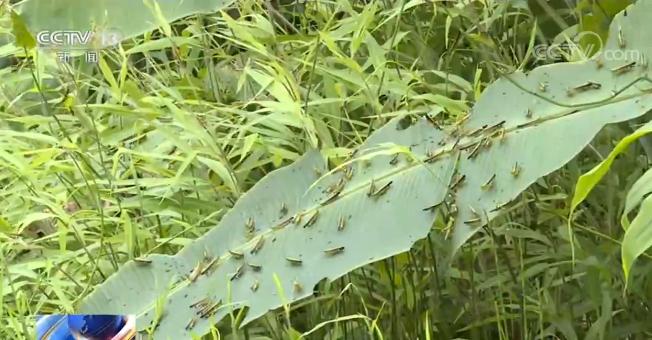 黄脊竹蝗入侵云南怎么避?这些预防要点要记牢