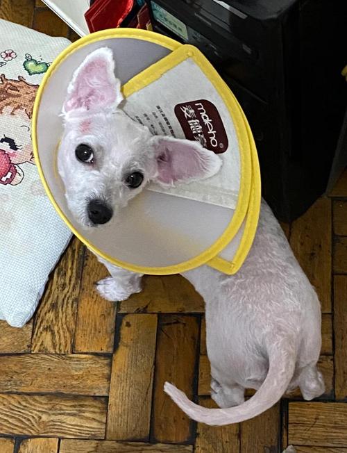 猥琐叫兽行为有哪些?3个常见特征快速识别方法