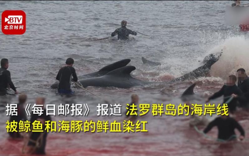 法罗群岛捕杀鲸鱼海豚影响多大?(环保人士指出3大环境危害)