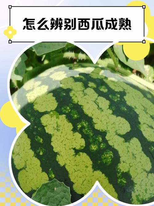 问题西瓜怎么识别?三招教你轻松辨别真假