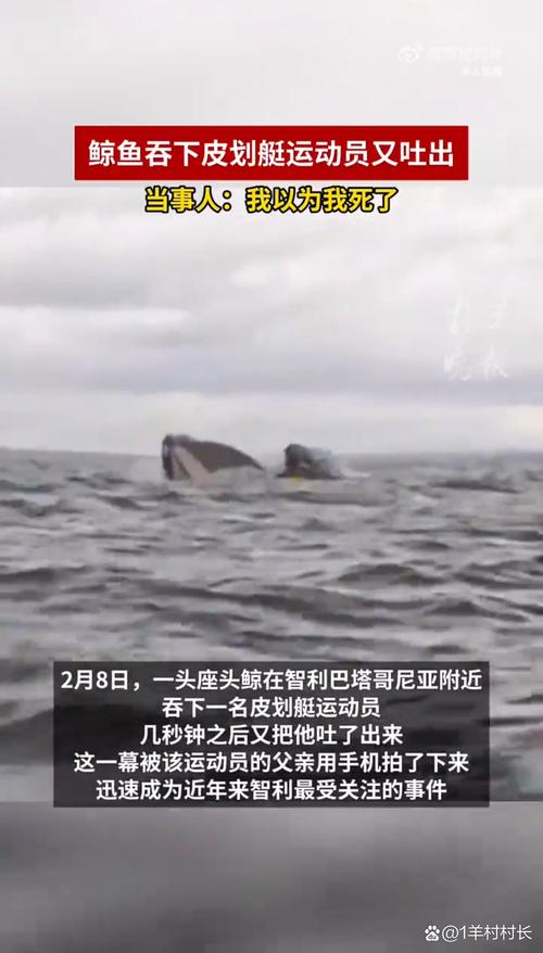 法罗群岛捕杀鲸鱼海豚影响多大?(环保人士指出3大环境危害)