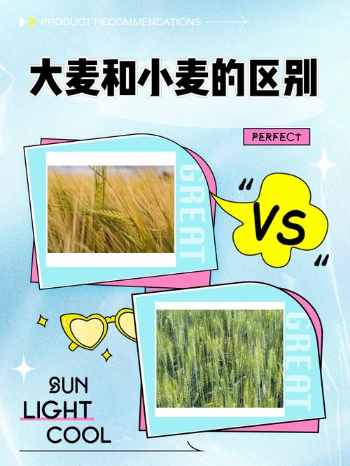 mutv和小麦有什么区别？一图看懂这两家区别！