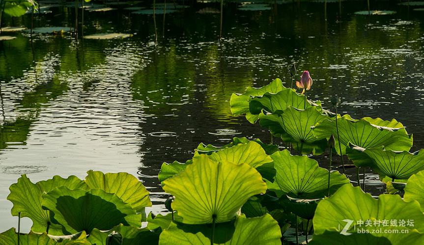 梯田弯弯闪银光怎么拍美?老法师教你构图秘诀!