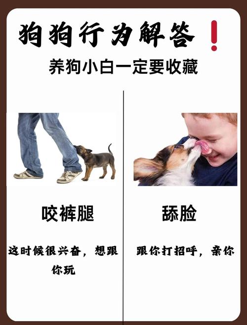 小狗踢足球要注意什么？主人必看安全指南！