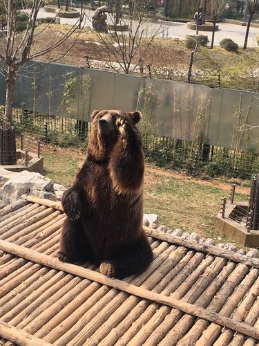 动物世界评价怎么样?听听专家的5点精彩点评!