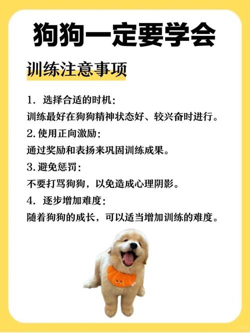 小狗踢足球要注意什么？主人必看安全指南！