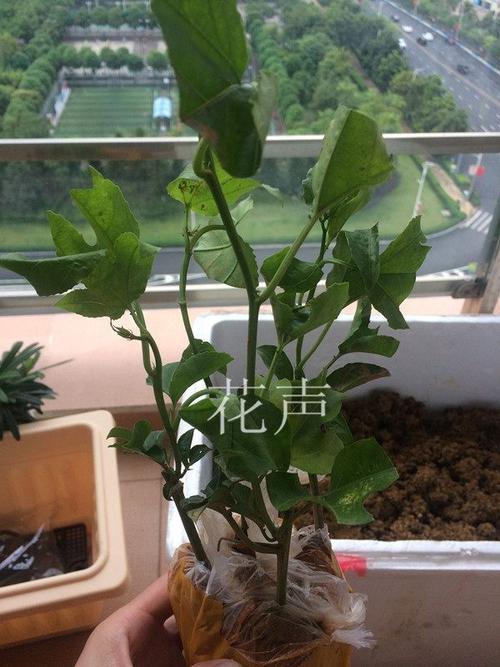 海贼王之植物学家战斗力怎么样?植物技能实战测试!
