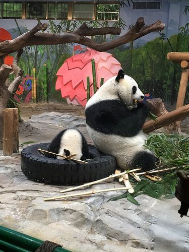 动物世界评价怎么样?听听专家的5点精彩点评!