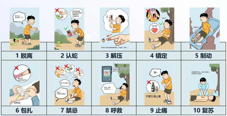 逗蛇被咬蛇死亡后的急救？实用处理步骤介绍