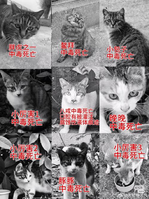 虐猫大学生被退学咋回事？三大教训给家长提个醒